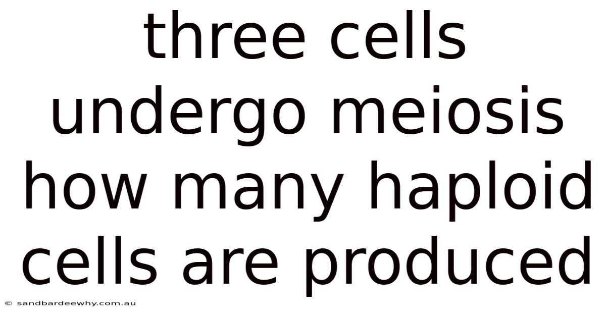 Three Cells Undergo Meiosis How Many Haploid Cells Are Produced