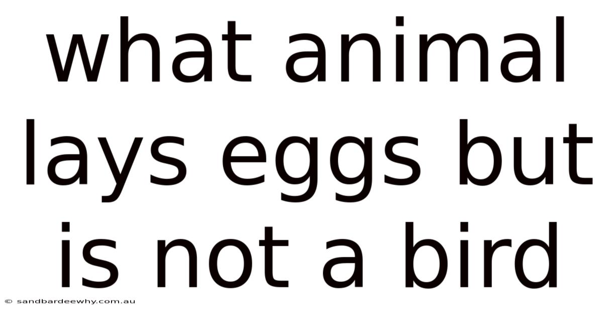 What Animal Lays Eggs But Is Not A Bird