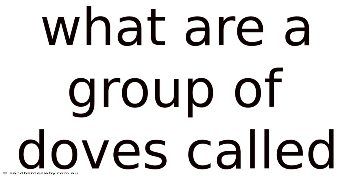 What Are A Group Of Doves Called