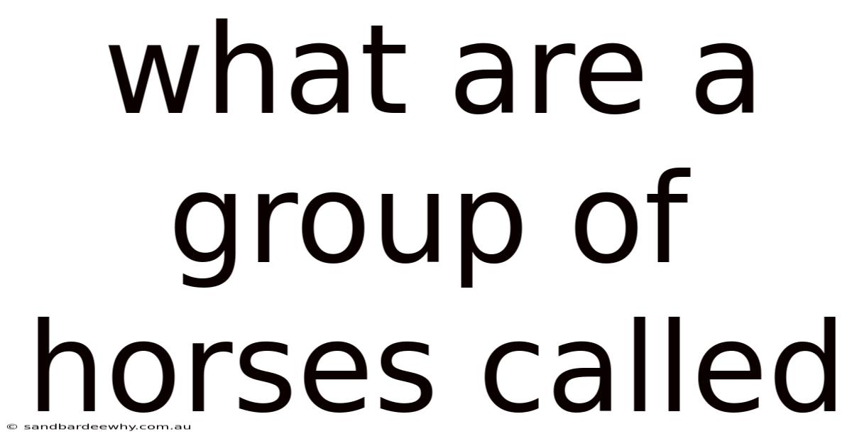 What Are A Group Of Horses Called