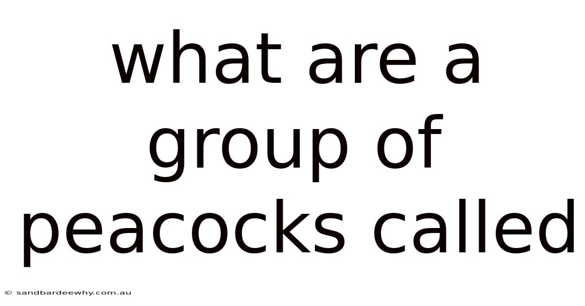 What Are A Group Of Peacocks Called
