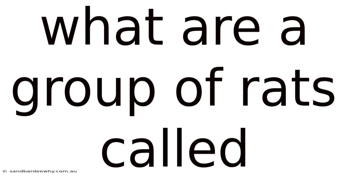 What Are A Group Of Rats Called