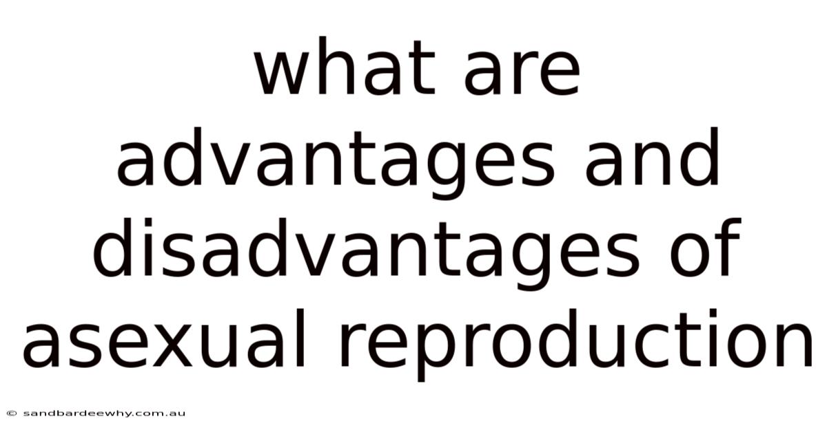 What Are Advantages And Disadvantages Of Asexual Reproduction