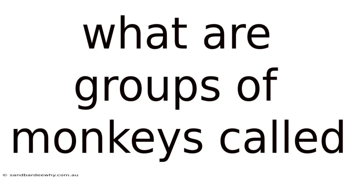What Are Groups Of Monkeys Called
