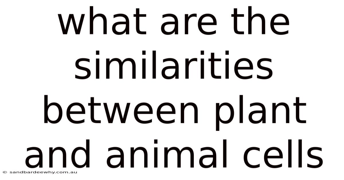 What Are The Similarities Between Plant And Animal Cells