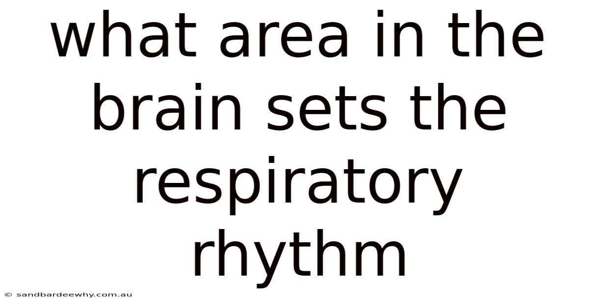 What Area In The Brain Sets The Respiratory Rhythm