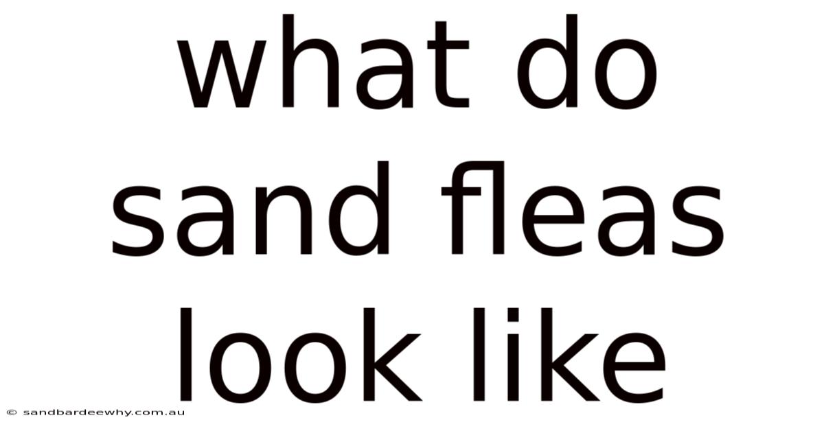 What Do Sand Fleas Look Like