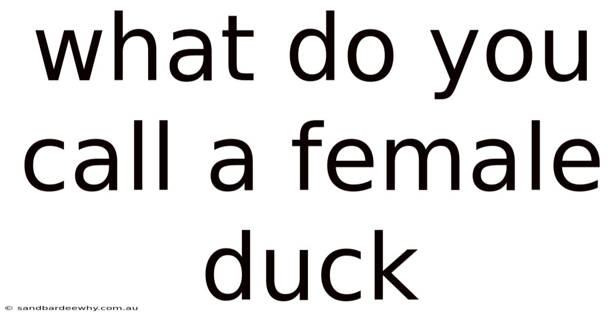 What Do You Call A Female Duck