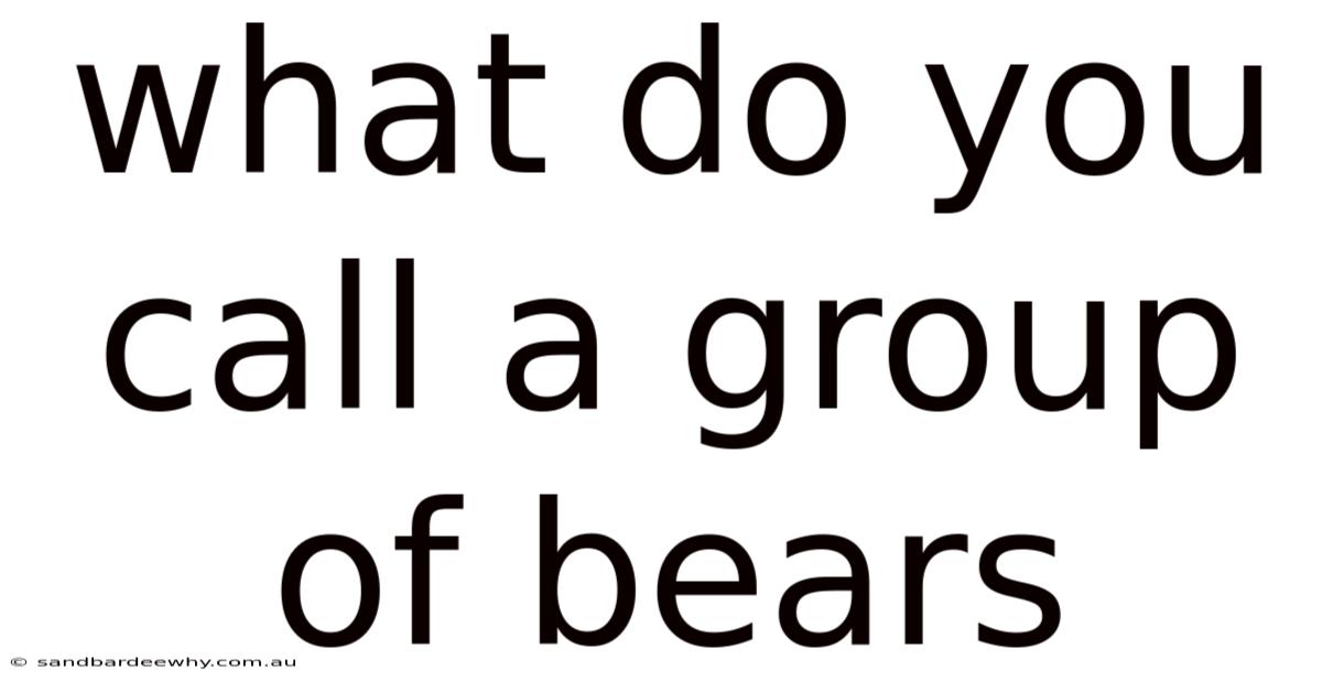 What Do You Call A Group Of Bears