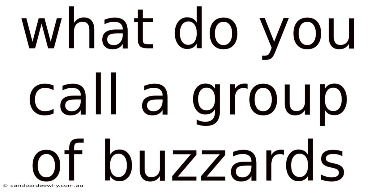 What Do You Call A Group Of Buzzards