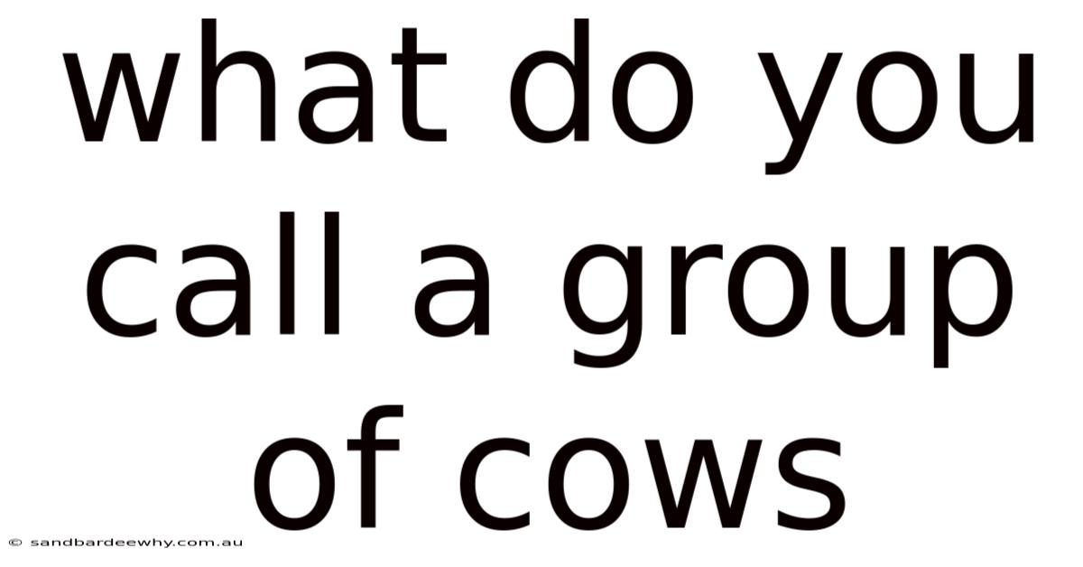 What Do You Call A Group Of Cows