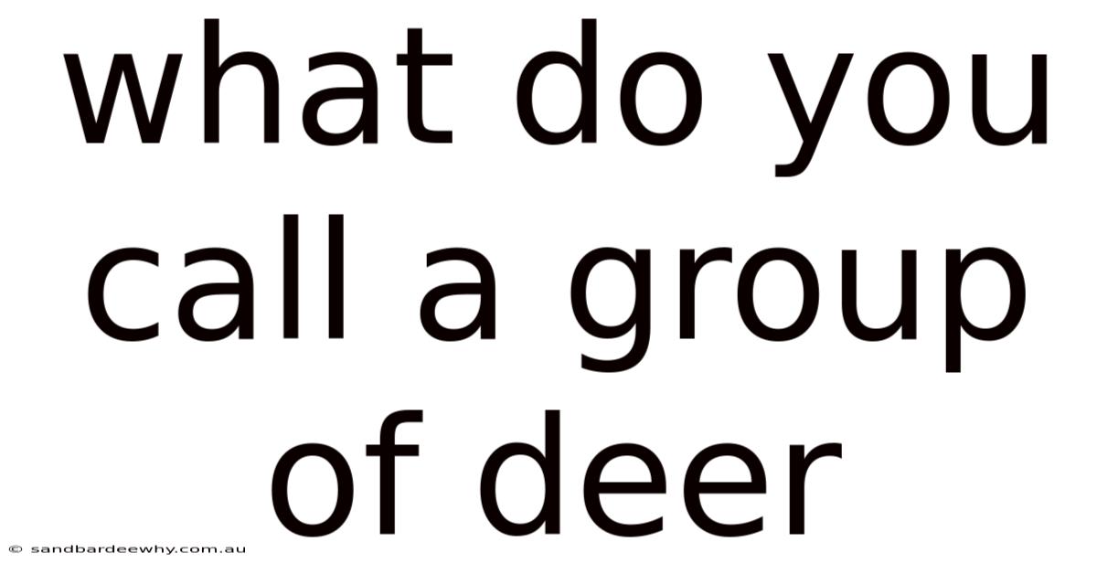 What Do You Call A Group Of Deer