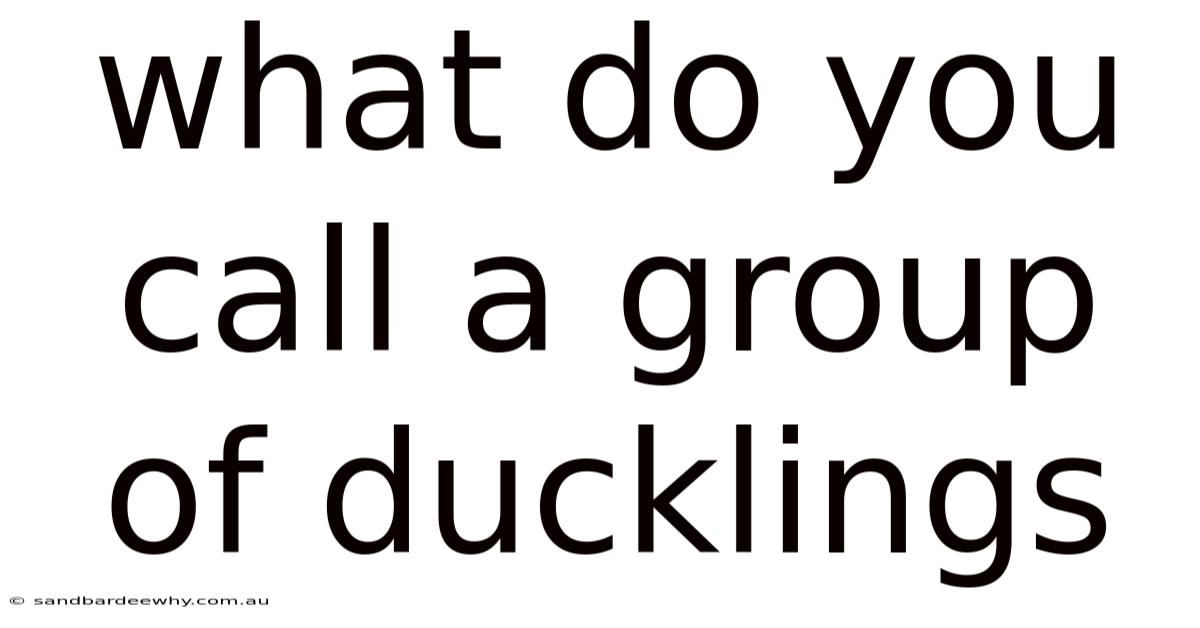 What Do You Call A Group Of Ducklings
