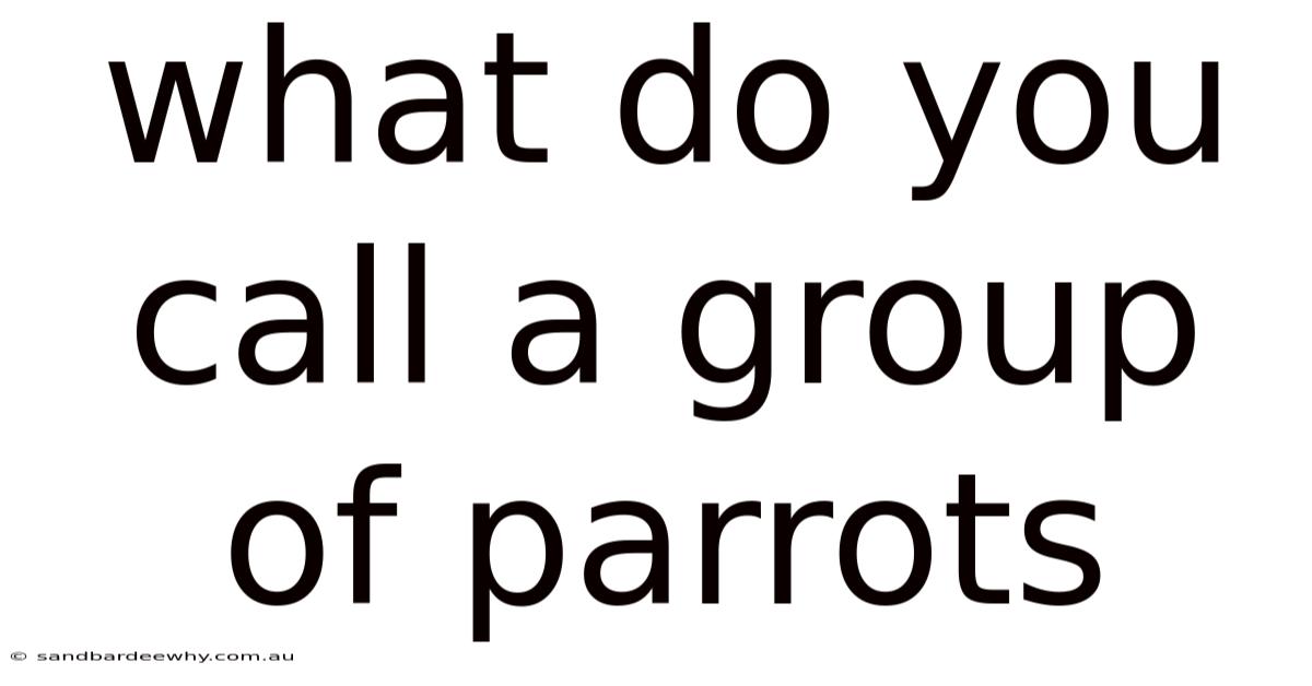 What Do You Call A Group Of Parrots