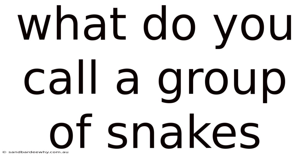 What Do You Call A Group Of Snakes