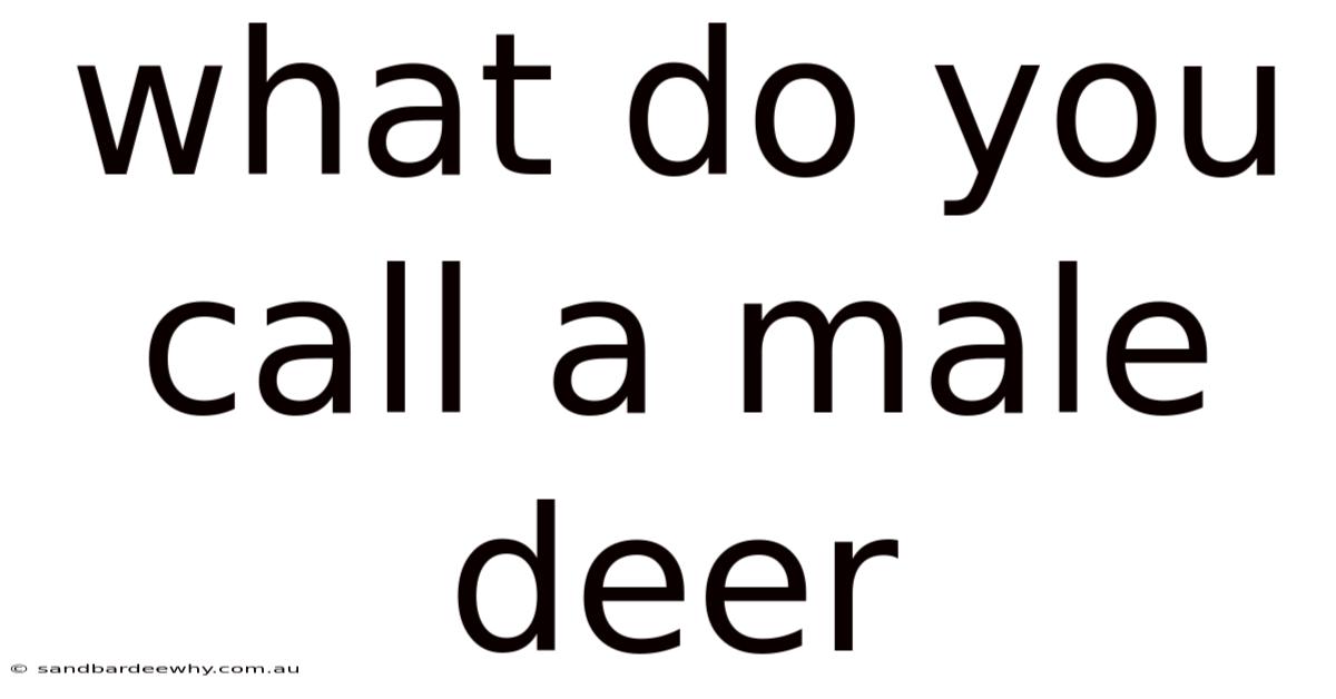 What Do You Call A Male Deer