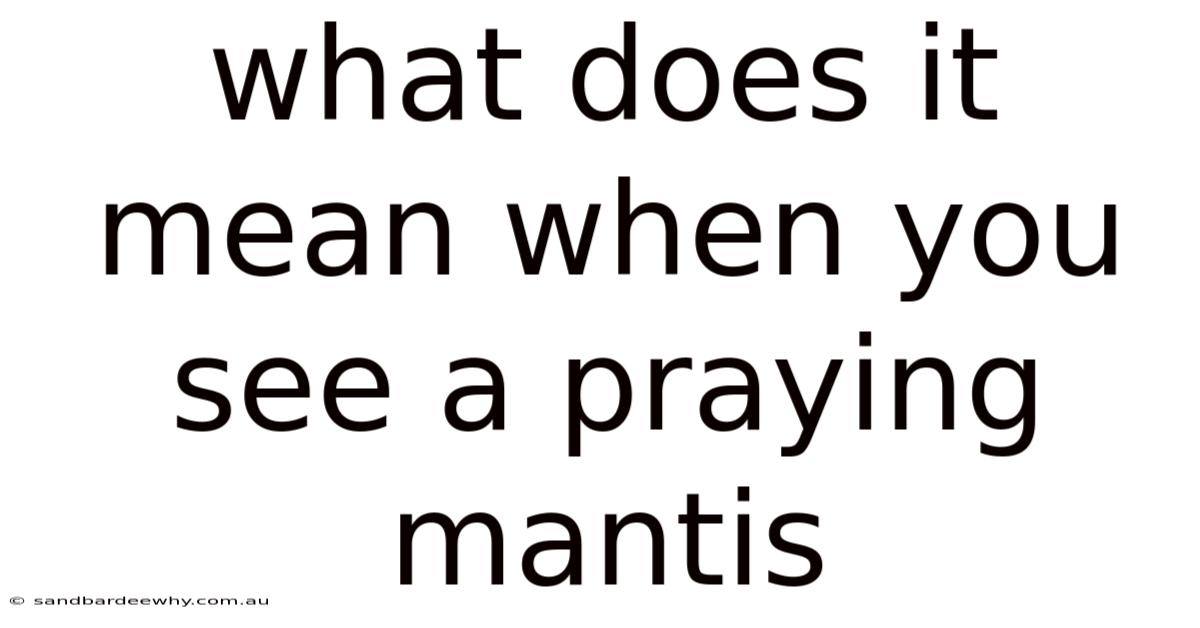 What Does It Mean When You See A Praying Mantis