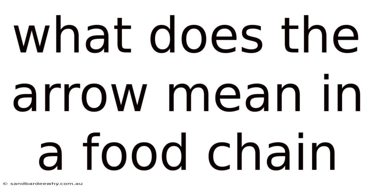 What Does The Arrow Mean In A Food Chain