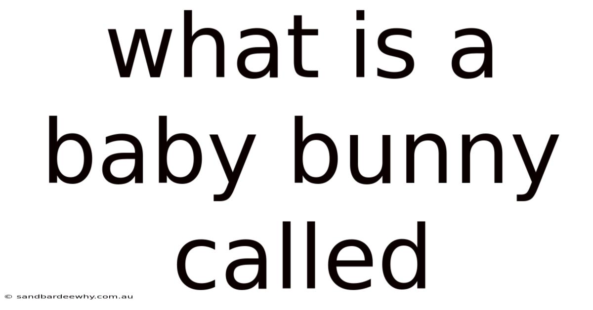 What Is A Baby Bunny Called