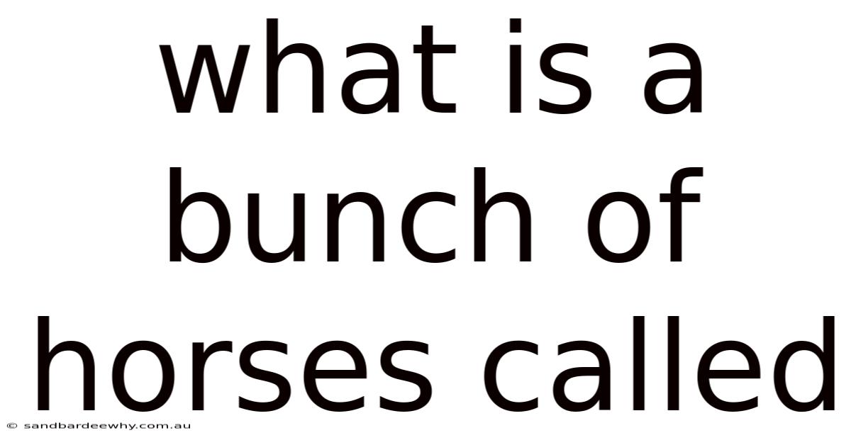 What Is A Bunch Of Horses Called