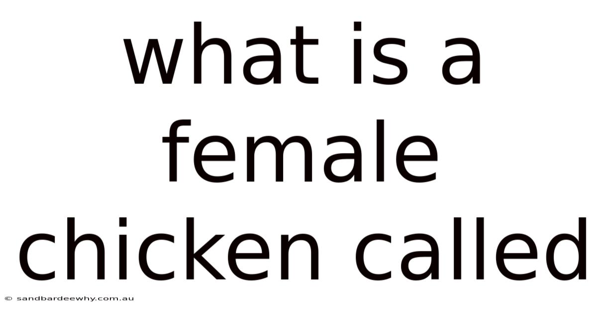 What Is A Female Chicken Called