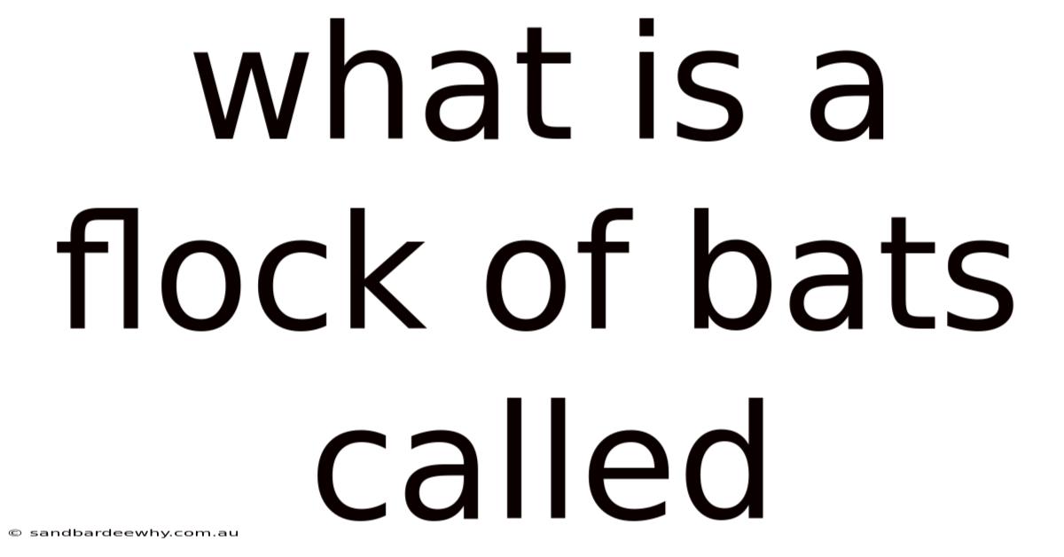 What Is A Flock Of Bats Called