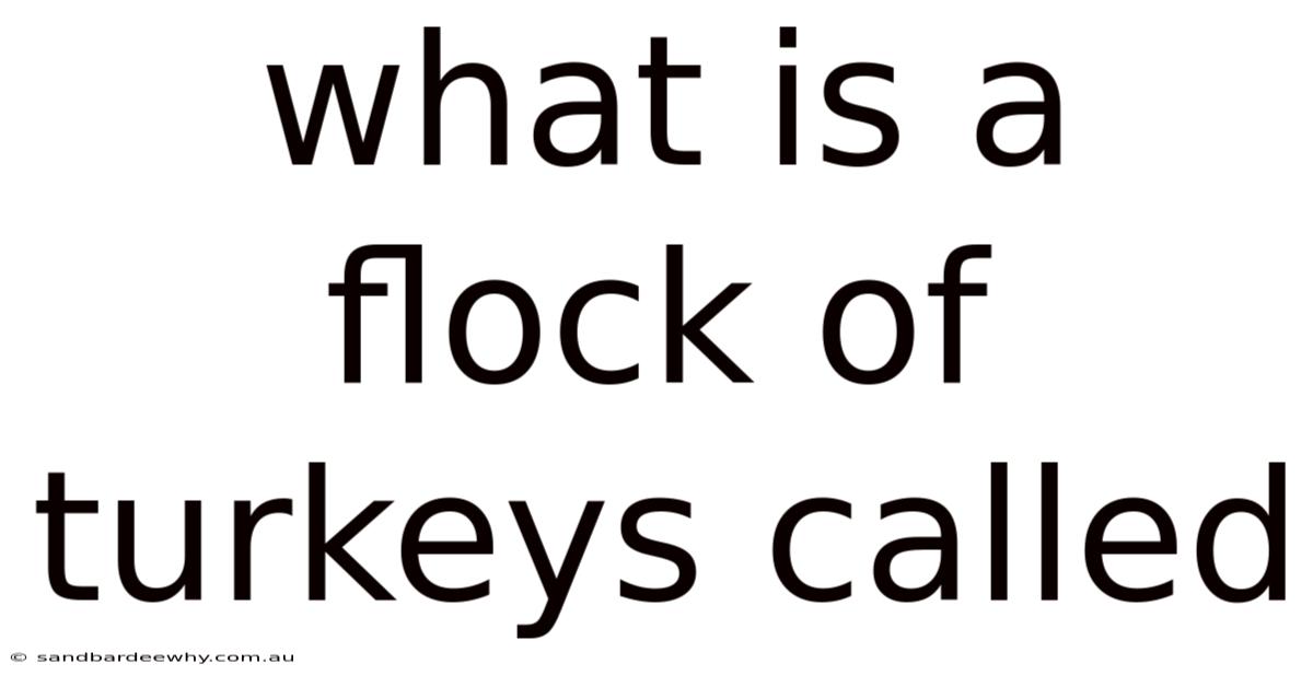 What Is A Flock Of Turkeys Called