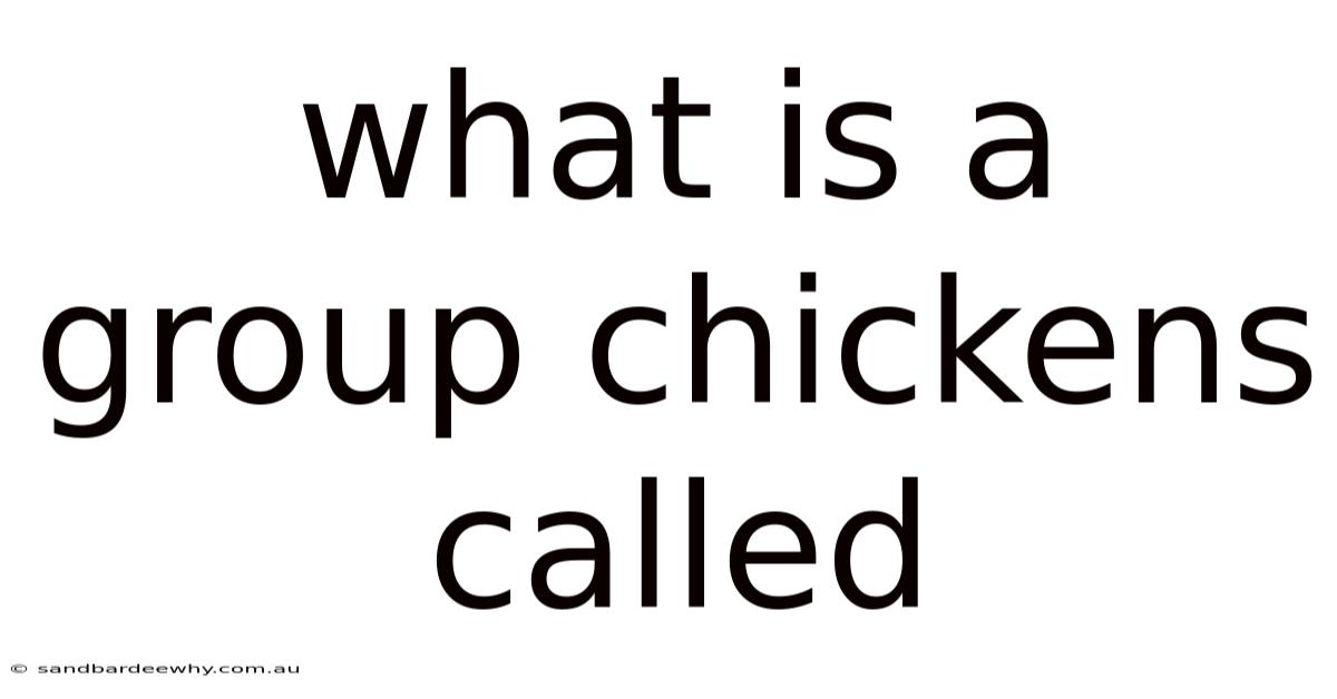 What Is A Group Chickens Called