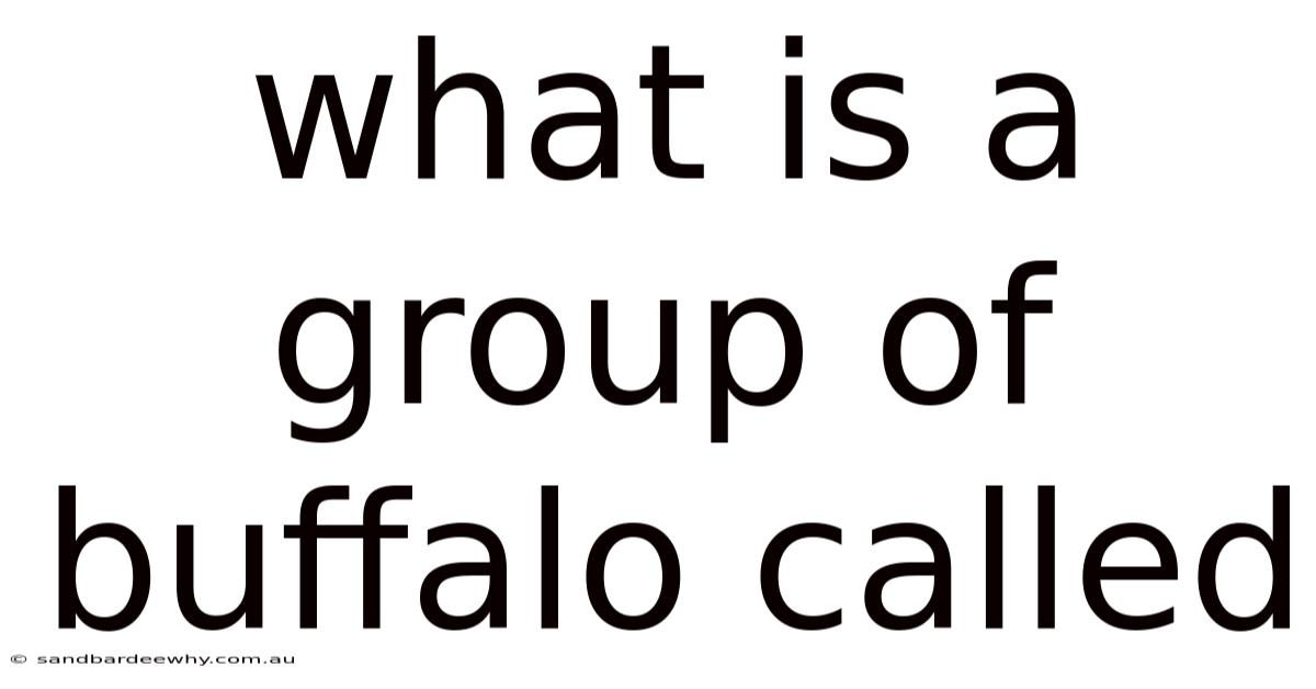 What Is A Group Of Buffalo Called
