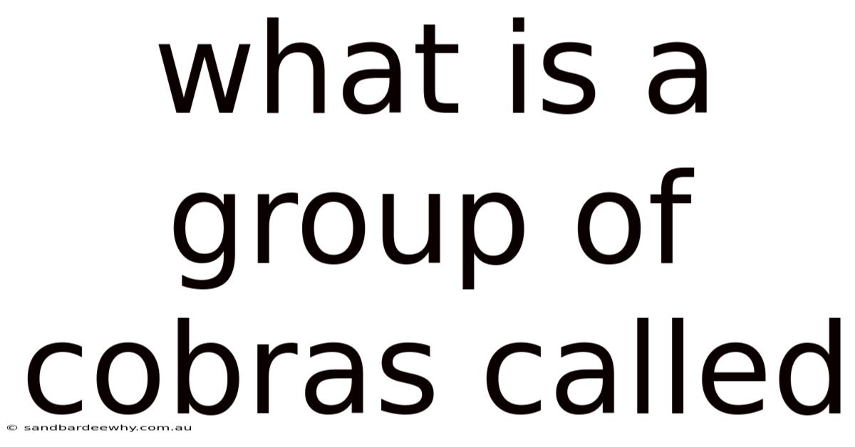 What Is A Group Of Cobras Called