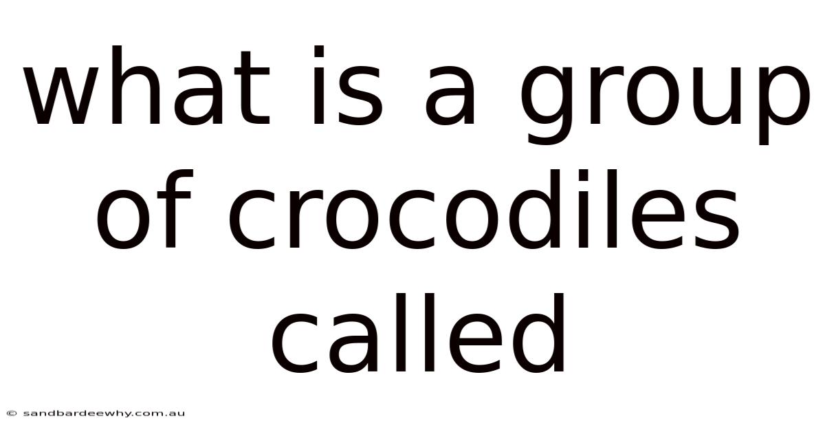 What Is A Group Of Crocodiles Called