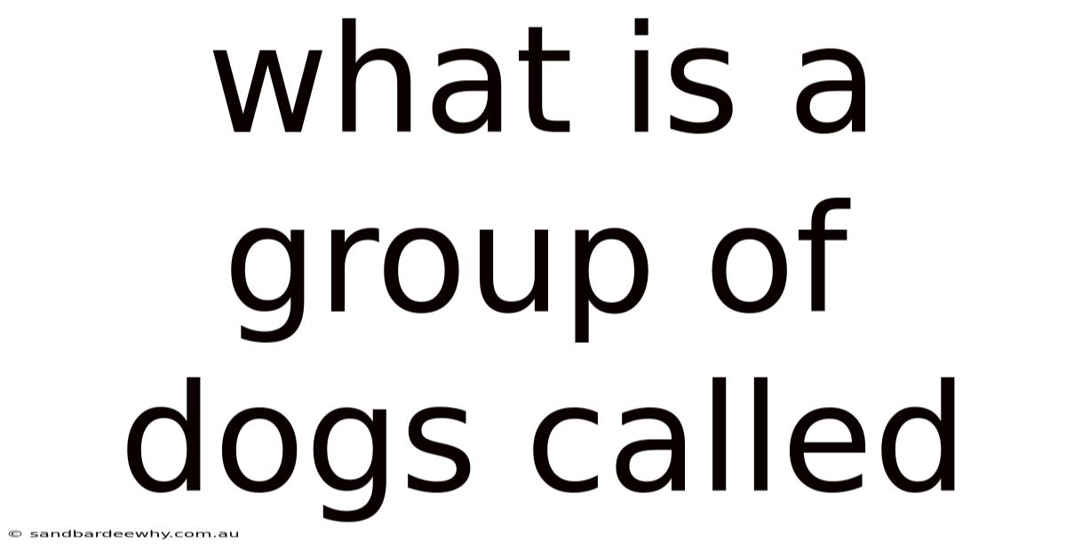 What Is A Group Of Dogs Called