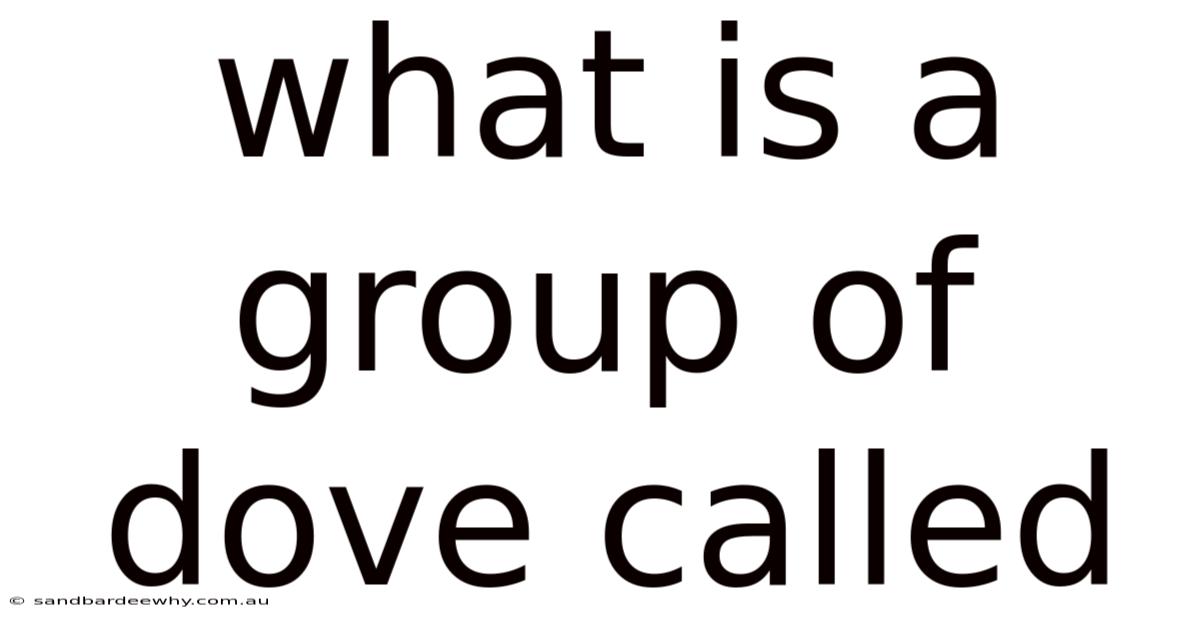 What Is A Group Of Dove Called