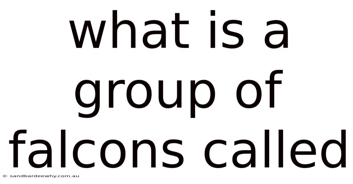 What Is A Group Of Falcons Called