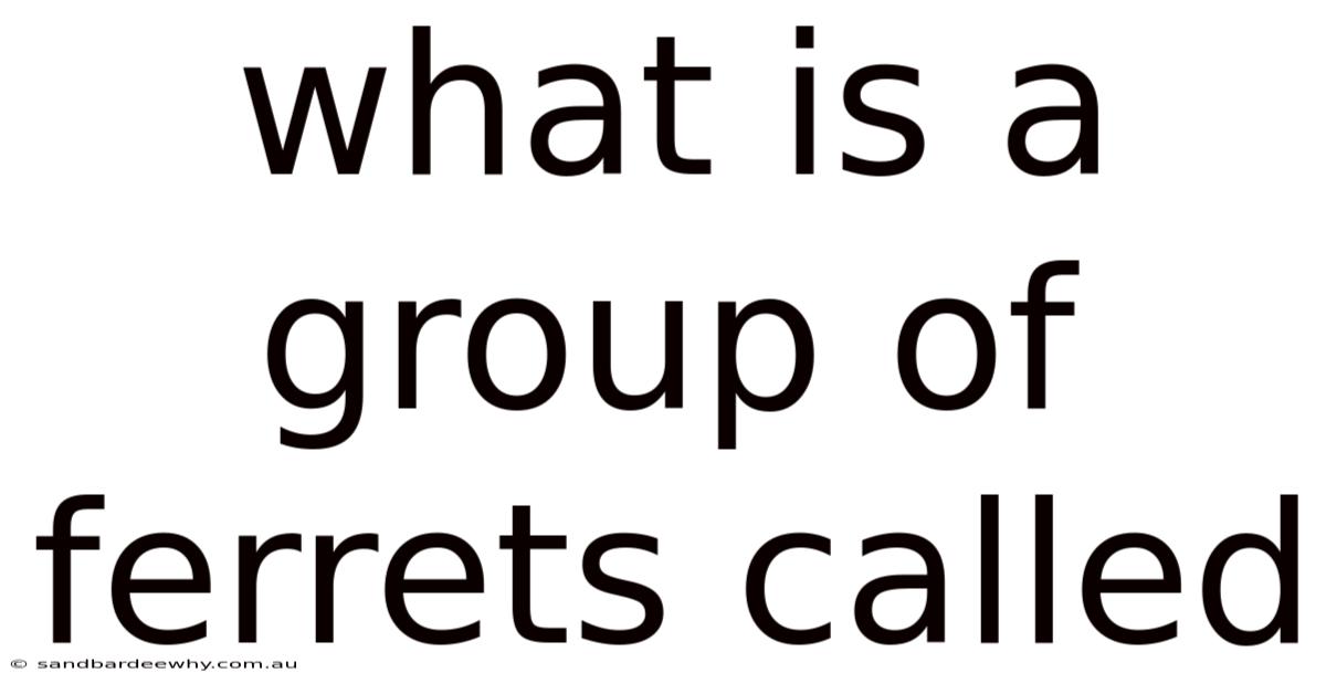What Is A Group Of Ferrets Called