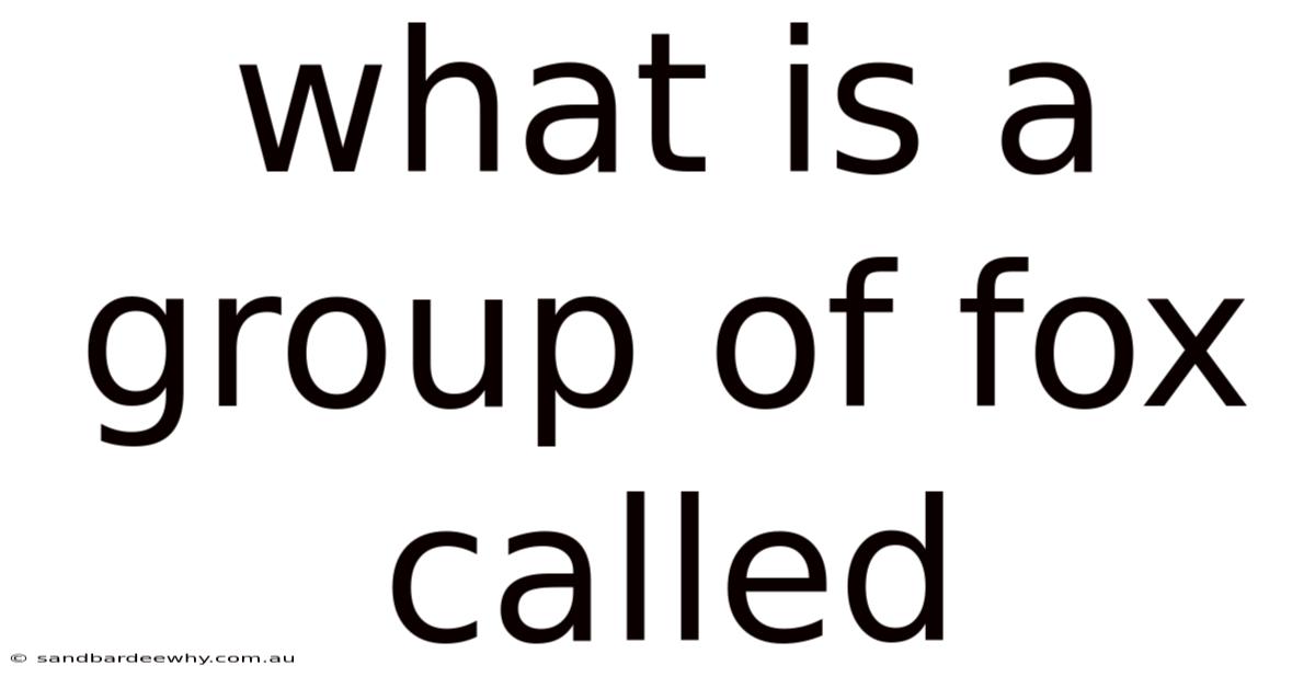 What Is A Group Of Fox Called