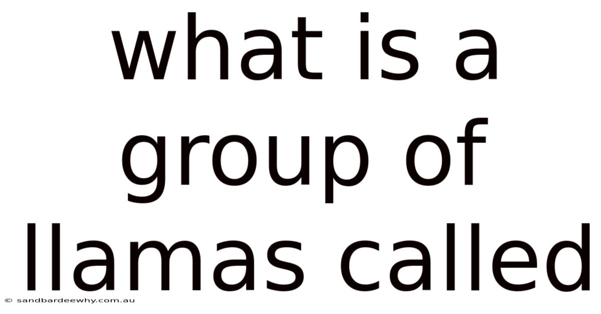 What Is A Group Of Llamas Called