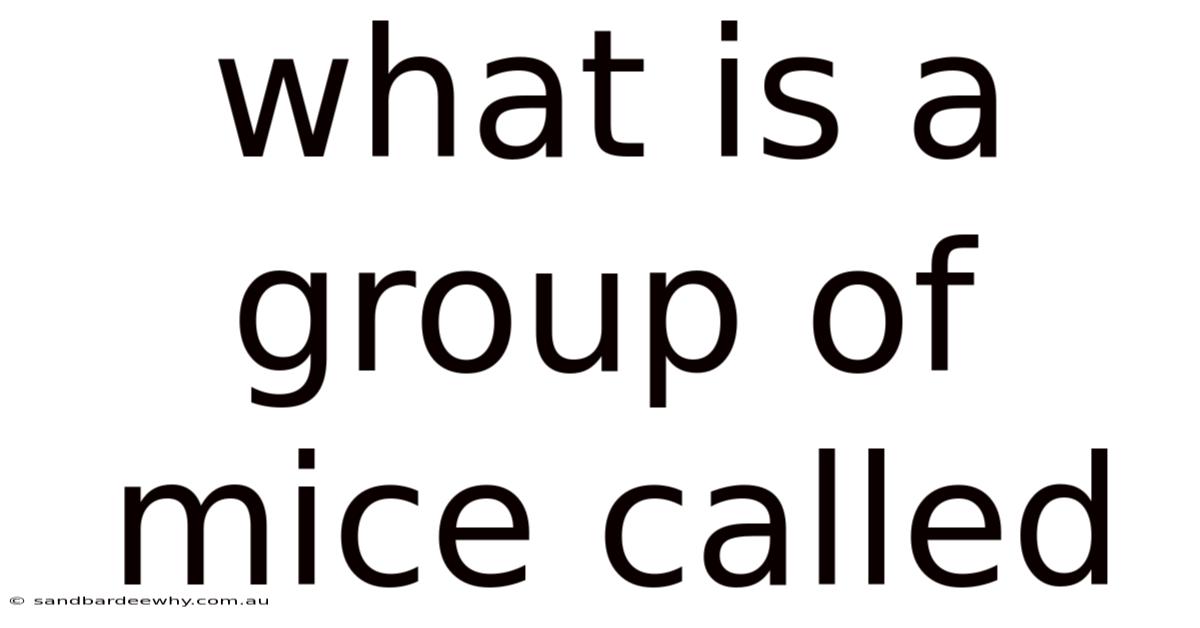 What Is A Group Of Mice Called