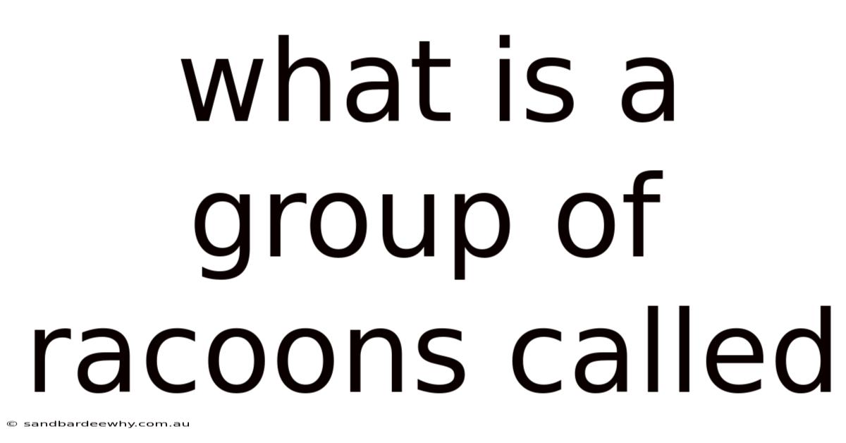 What Is A Group Of Racoons Called