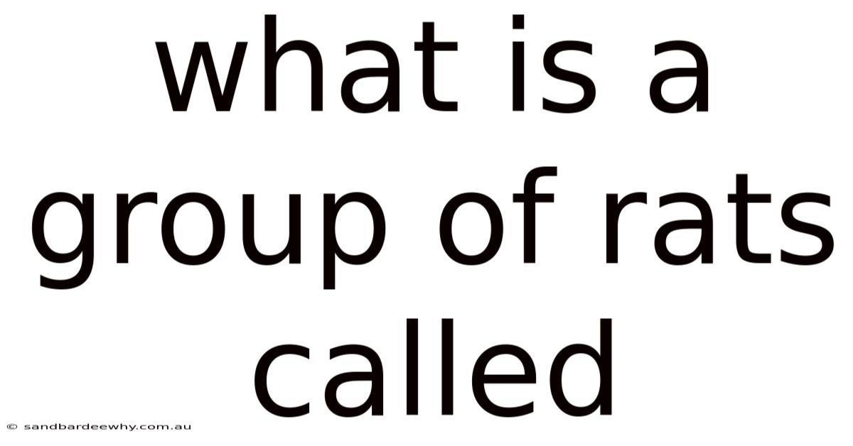 What Is A Group Of Rats Called