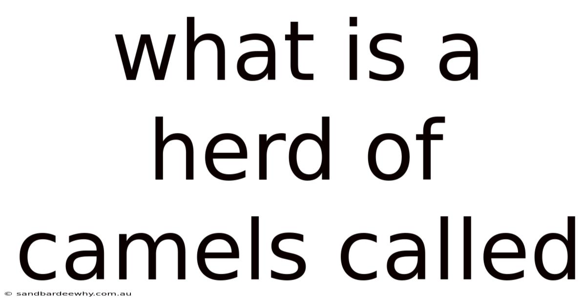 What Is A Herd Of Camels Called