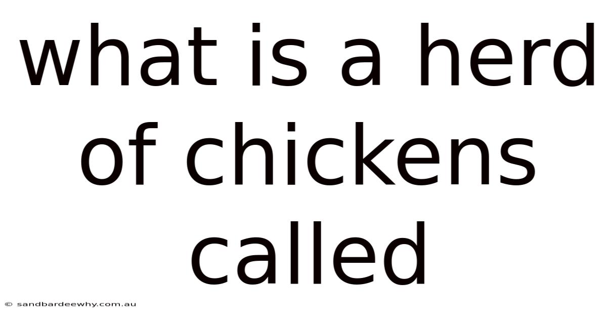 What Is A Herd Of Chickens Called