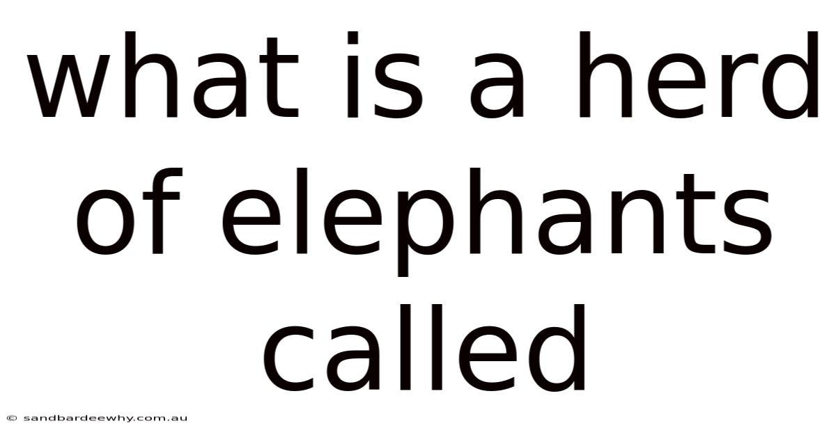 What Is A Herd Of Elephants Called