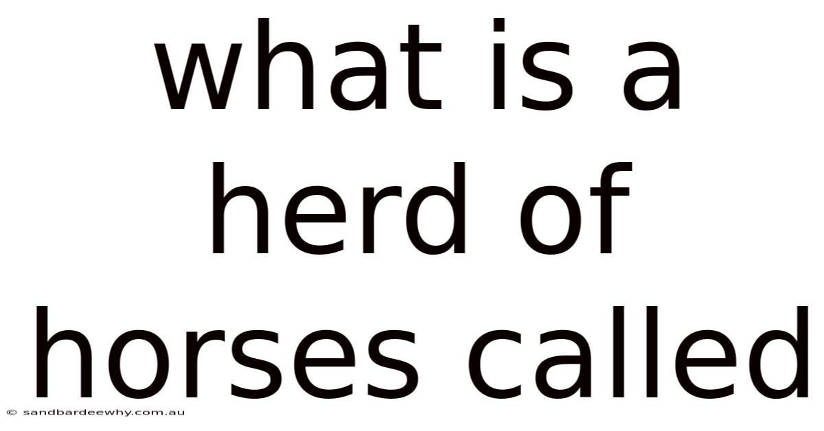 What Is A Herd Of Horses Called