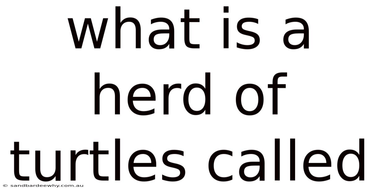 What Is A Herd Of Turtles Called