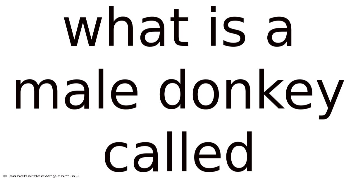 What Is A Male Donkey Called