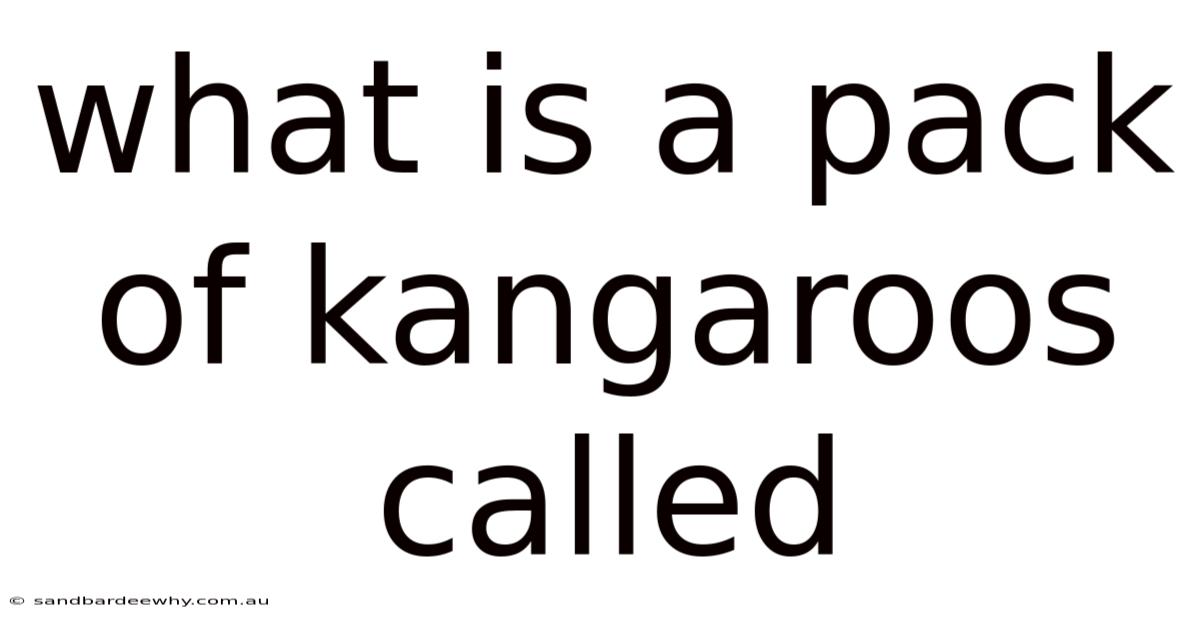What Is A Pack Of Kangaroos Called
