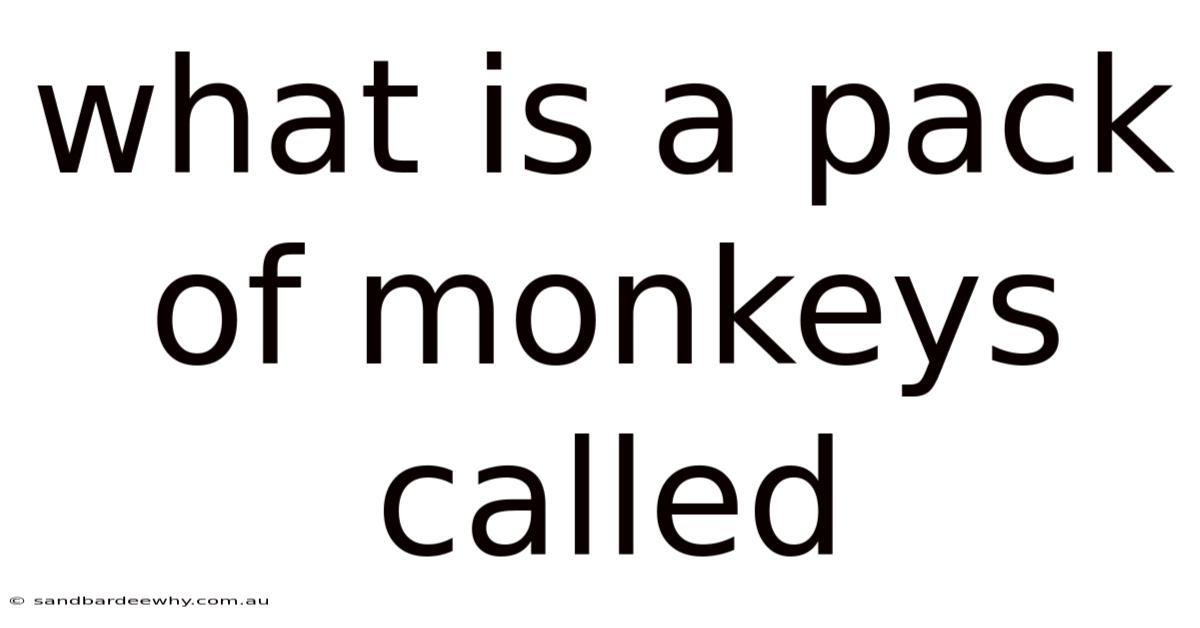 What Is A Pack Of Monkeys Called