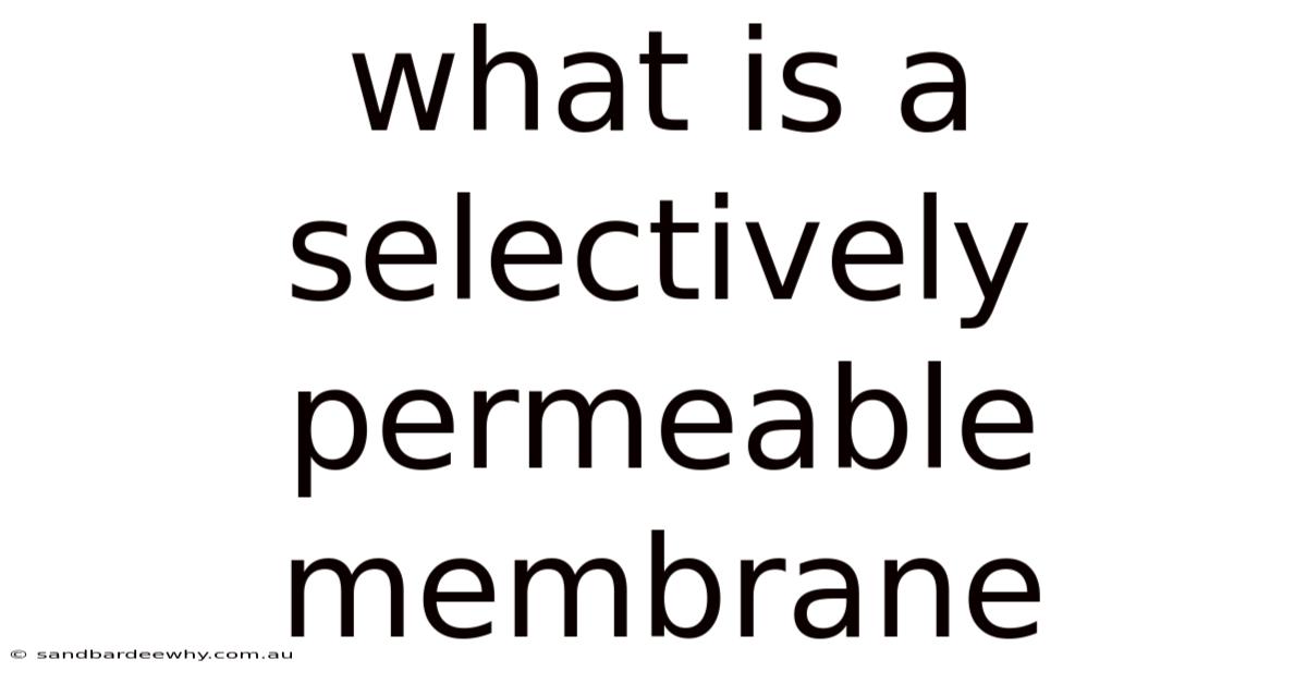 What Is A Selectively Permeable Membrane