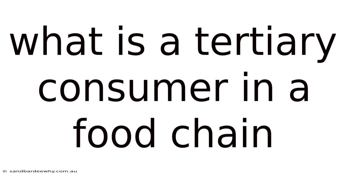 What Is A Tertiary Consumer In A Food Chain